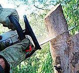 Somerville, NJ Tree Care Company