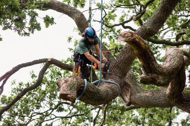 Best Tree Risk Assessment  in Somerville, NJ