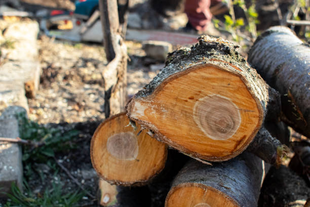 Best Tree Preservation Services  in Somerville, NJ