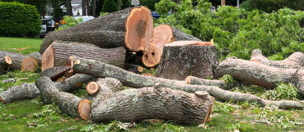 Best Grass Overseeding  in Somerville, NJ