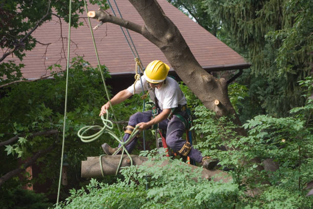 Best Lawn Irrigation Installation and Maintenance  in Somerville, NJ