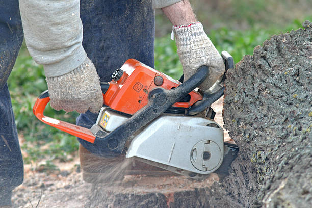 Best Tree and Shrub Care  in Somerville, NJ