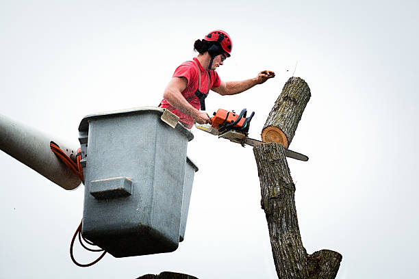 How Our Tree Care Process Works  in  Somerville, NJ