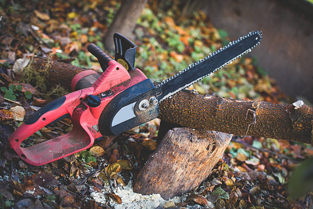 Best Commercial Tree Services  in Somerville, NJ