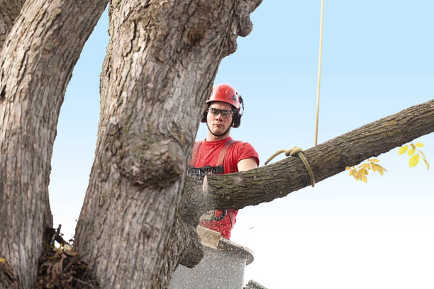 Best Palm Tree Trimming  in Somerville, NJ